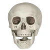 Calavera Terrorífica