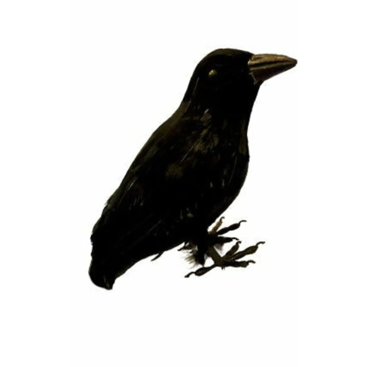Cuervo Negro