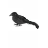 Cuervo Negro Pequeño