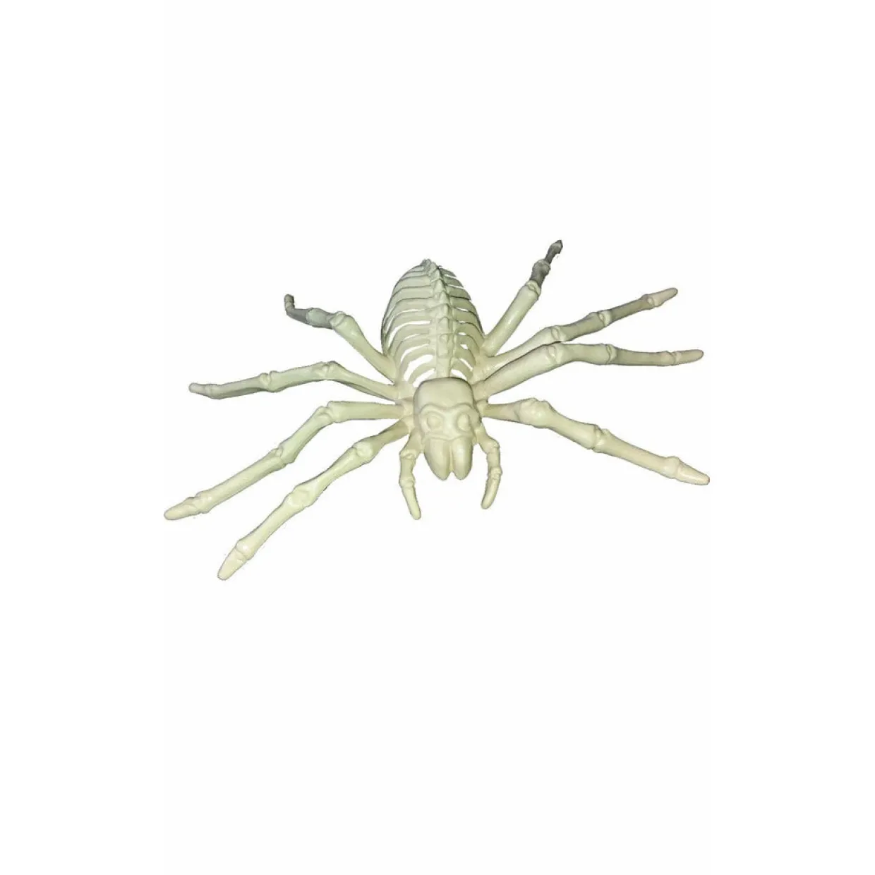 Esqueleto Araña