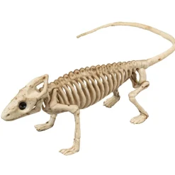 Esqueleto de Iguana