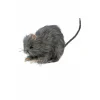 Rata Pequeña